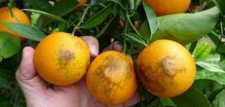 Naranjas Feas