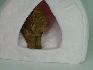 thumb iglu para gatos 