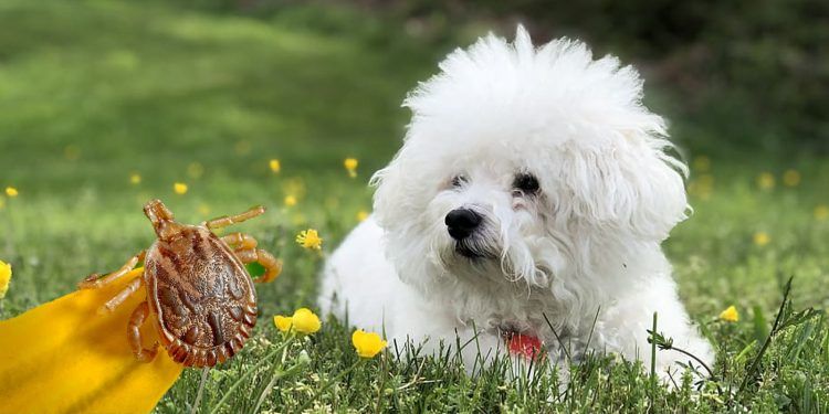 Foto Tu perro y las garrapatas