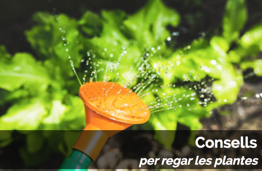 Consells per a regar les plantes